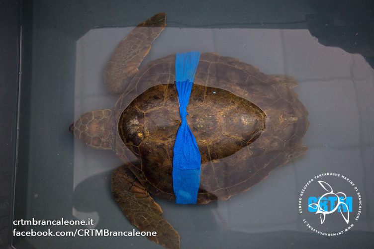 Centro Recupero Tartarughe Marine di Brancaleone Isotta 08