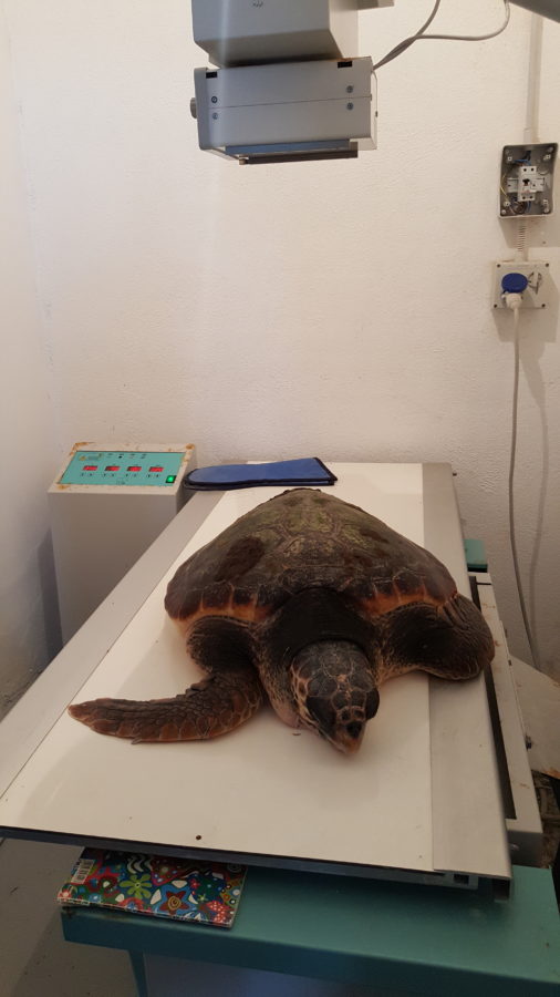 indagini diagnostiche al Centro di Recupero