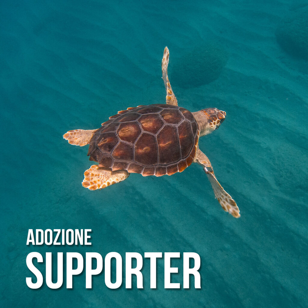 L’adozione simbolica di una tartaruga marina è un modo unico per contribuire alla salvaguardia della specie perché ci permette di continuare a recuperare, curare e rimettere questi animali in libertà. Blue Conservancy è in prima linea nella salvaguardia di questi animali.