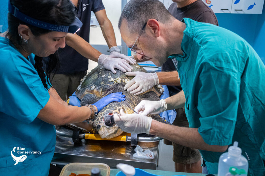 La responsabile dell'aria ricoveri Tania IL Grande e il Veterinario Massimo Valenti del Centro Recupero Tartarughe Marine di Brancaleone, durante le cure di un esemplare di Caretta caretta.