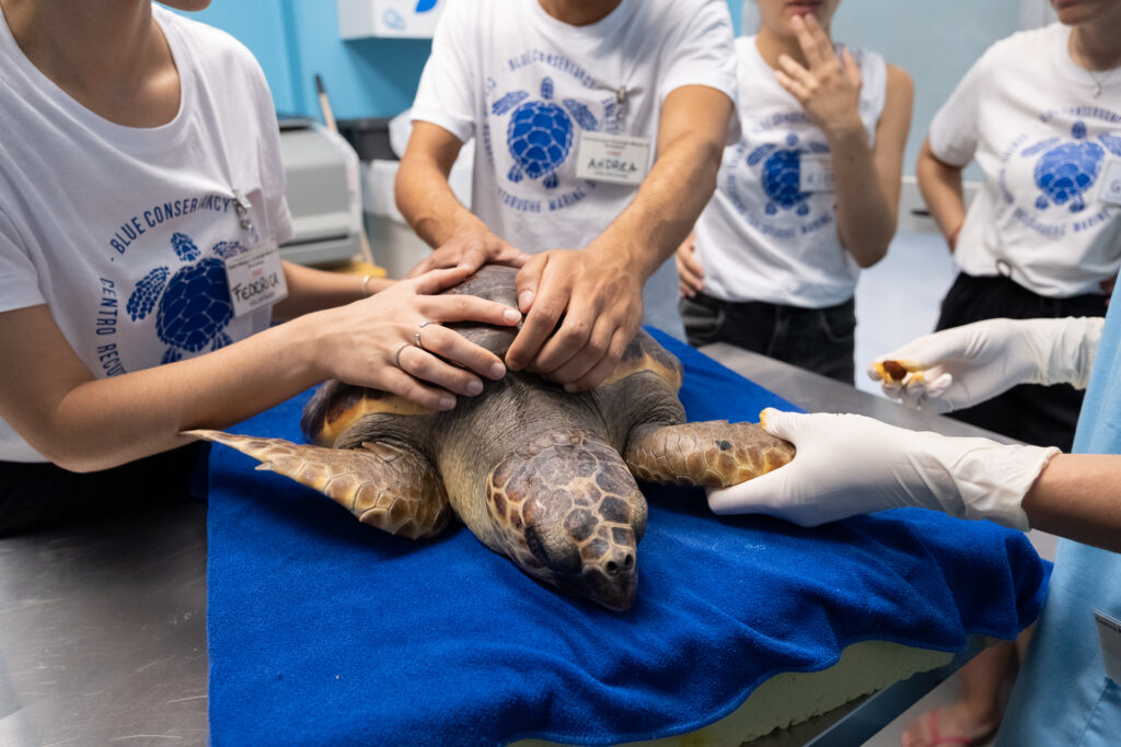 Volontari del Centro Recupero Tartarughe Marine di Brancaleone, si prendono cura di una tartaruga marina Caretta caretta